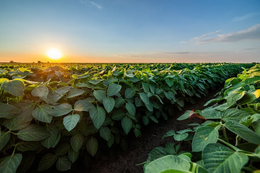 Lush green soybean field at sunset.