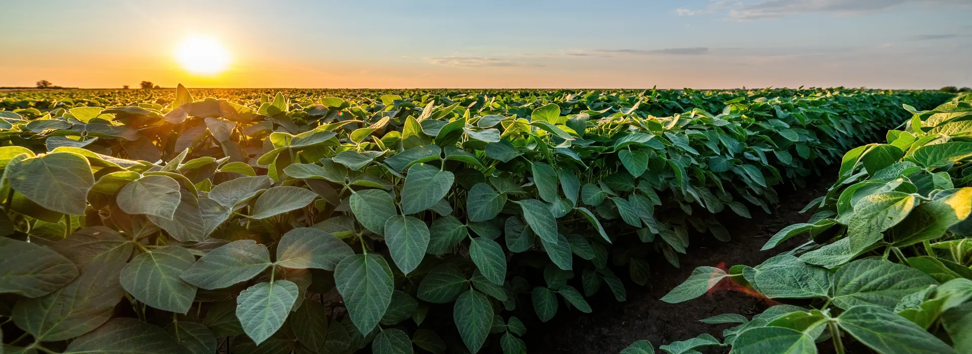Lush green field illuminated by a setting sun.