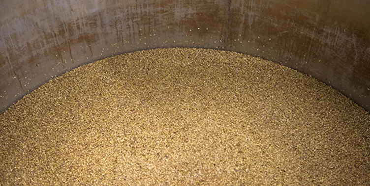 Millet in brewing tank in micro brewery