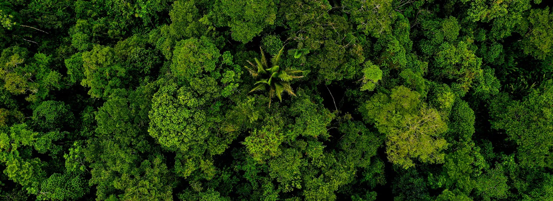 Rainforest tree canopy